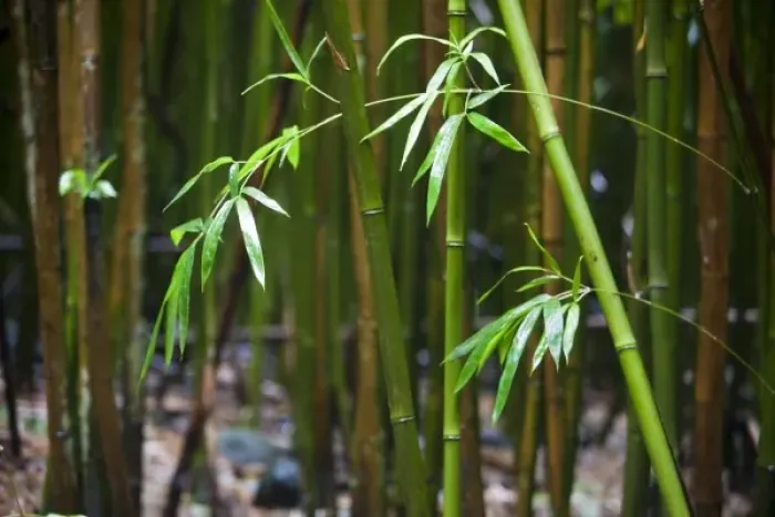 Framed Print : Bamboo leaves and stalks in a bamboo forest - Haleakala National Park, Maui Framed Print : Bamboo leaves and stalks in a bamboo forest - Haleakala National Park, Maui