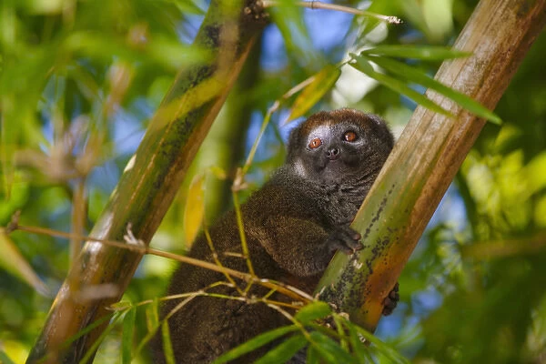 Bamboo lemur in the bamboo forest, Madagascar