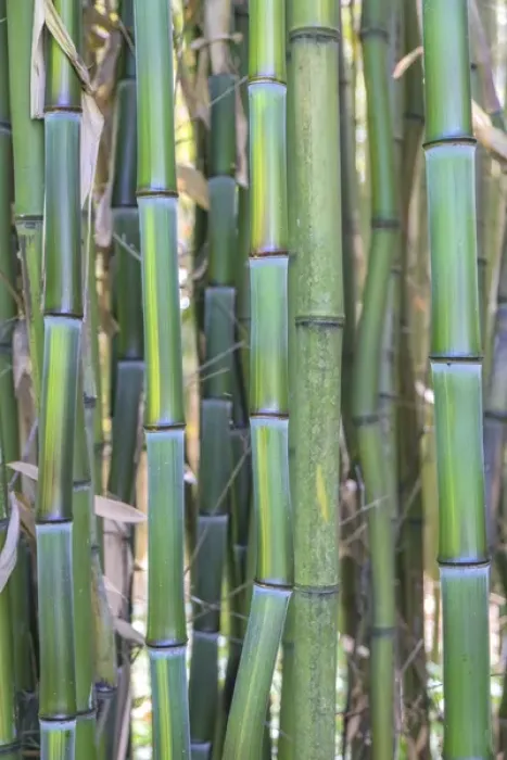 Framed Print : Bamboo plant, USA