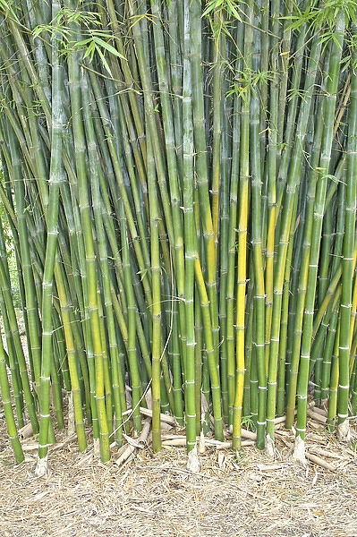 Bamboo plants, Kanapaha Botanical Gardens, Gainesville Florida