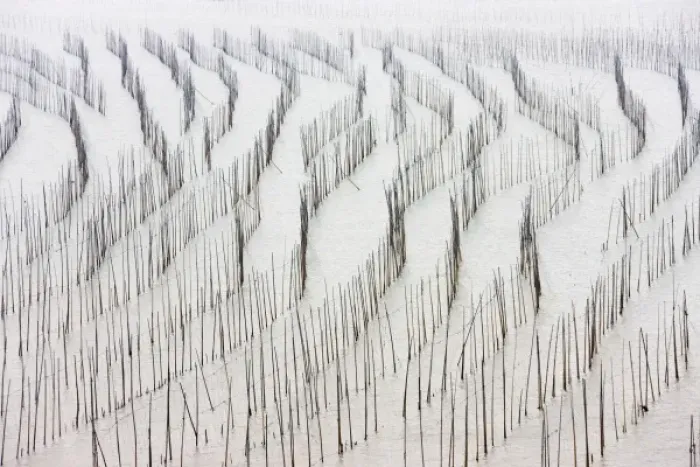 Framed Print : Bamboo sticks for drying seaweed, East China Sea, Xiapu, Fujian, China Framed Print : Bamboo sticks for drying seaweed, East China Sea, Xiapu, Fujian, China