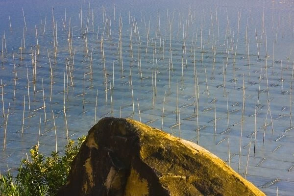 Bamboo sticks for drying seaweed, East China Sea, Xiapu, Fujian, China