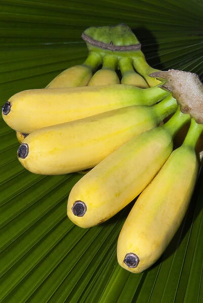 Banana bunch (Musa acuminata, Musa balbisiana), Phuket, Thailand, Southeast Asia, Asia