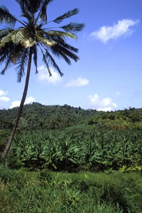 Framed Print : Banana Grove St Lucia Framed Print : Banana Grove St Lucia