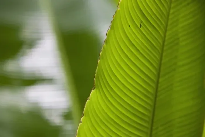 Framed Print : Banana leafs in the Monteverde Cloud Forest Reserve in Selvatura Adventure Park Framed Print : Banana leafs in the Monteverde Cloud Forest Reserve in Selvatura Adventure Park