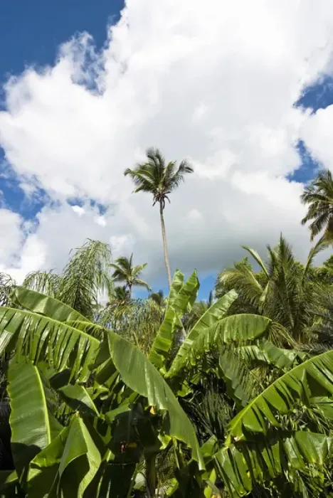 Framed Print : Banana and palm trees, Antigua, West Indies, Caribbean, Central America Framed Print : Banana and palm trees, Antigua, West Indies, Caribbean, Central America
