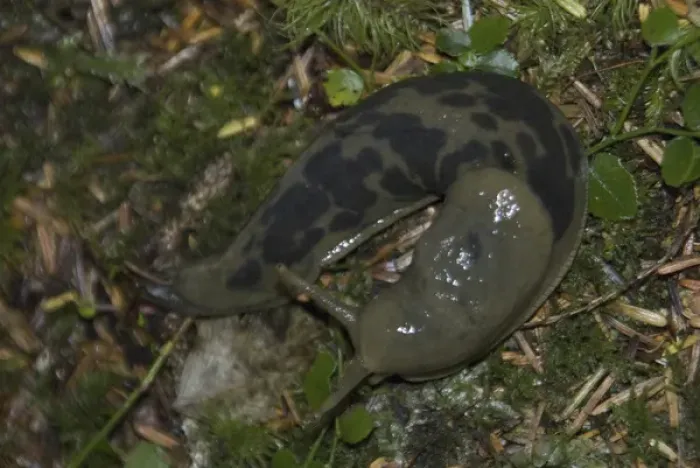 Framed Print : Banana Slug (Ariolimax columbianus) Shares Keith Island Campsite, Broken Island Group