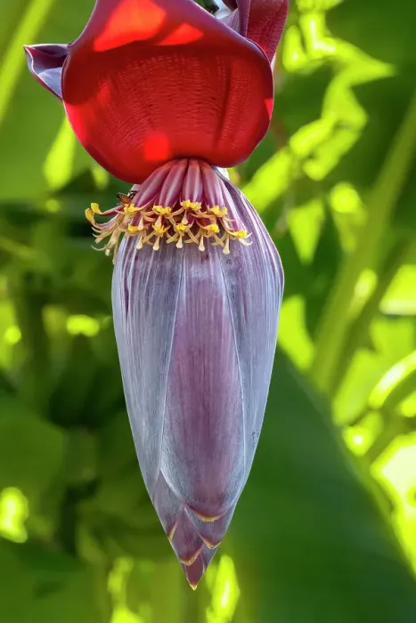 Framed Print : Banana tree flower Framed Print : Banana tree flower