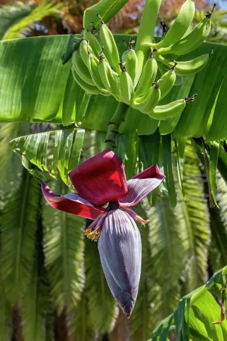 Framed Print : Banana tree flower and fruit