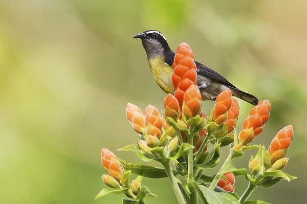 Bananaquit on blooms