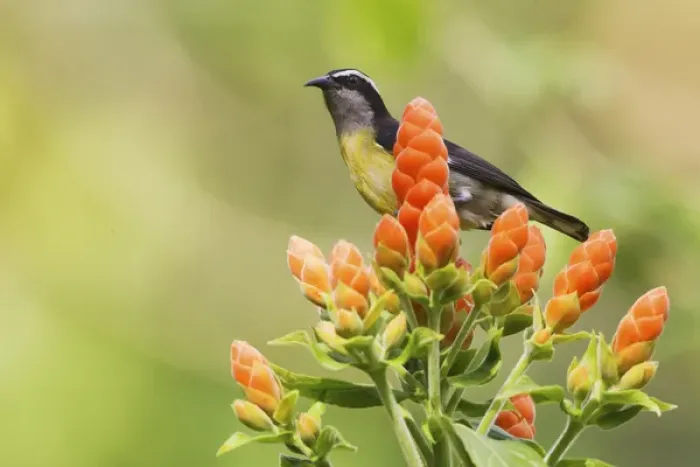 Framed Print : Bananaquit on blooms Framed Print : Bananaquit on blooms