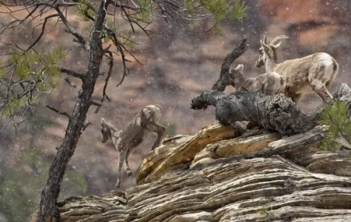 Framed Print : A band of desert bighorn sheep on cliffs during spring snow squall in Zion National Framed Print : A band of desert bighorn sheep on cliffs during spring snow squall in Zion National
