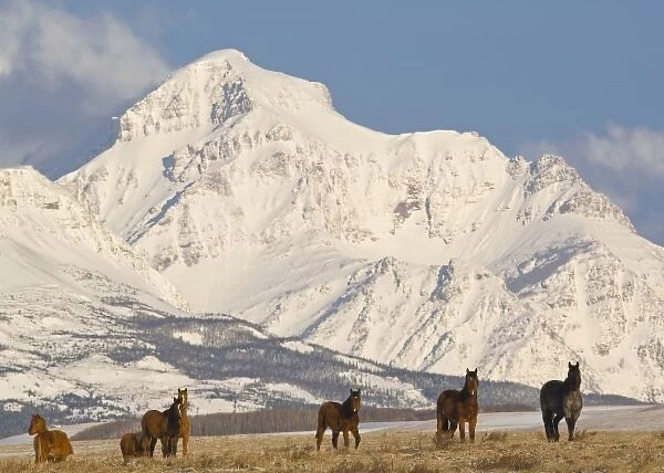 Band of horses on the Blackfeet Reservation with peaks of Glacier National Park in