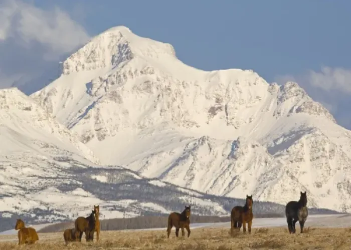 Framed Print : Band of horses on the Blackfeet Reservation with peaks of Glacier National Park in Framed Print : Band of horses on the Blackfeet Reservation with peaks of Glacier National Park in