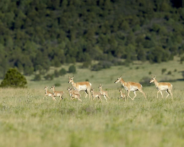 A band Pronghorn antelope does with newborn fawns, Antilocapra americana, grasslands