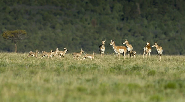 A band of Pronghorn antelope does with newborn fawns, Antilocapra americana, grasslands