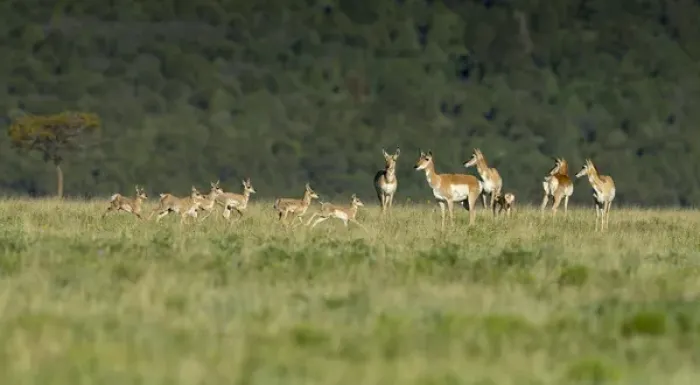 Framed Print : A band of Pronghorn antelope does with newborn fawns, Antilocapra americana, grasslands Framed Print : A band of Pronghorn antelope does with newborn fawns, Antilocapra americana, grasslands