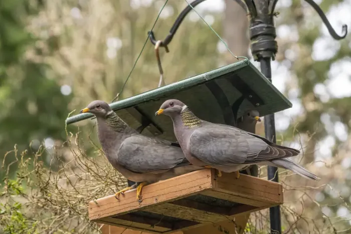 Framed Print : Two Band-tailed Pigeons in a birdfeeder Framed Print : Two Band-tailed Pigeons in a birdfeeder