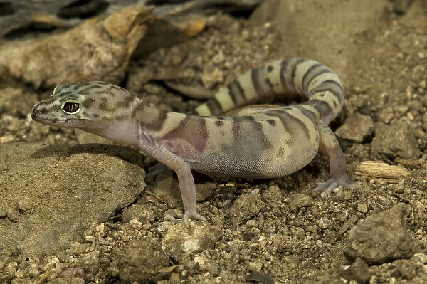 Banded Gecko, Coleonyx variegatus, walking on desert sand. SW Arizona, USA. Controlled