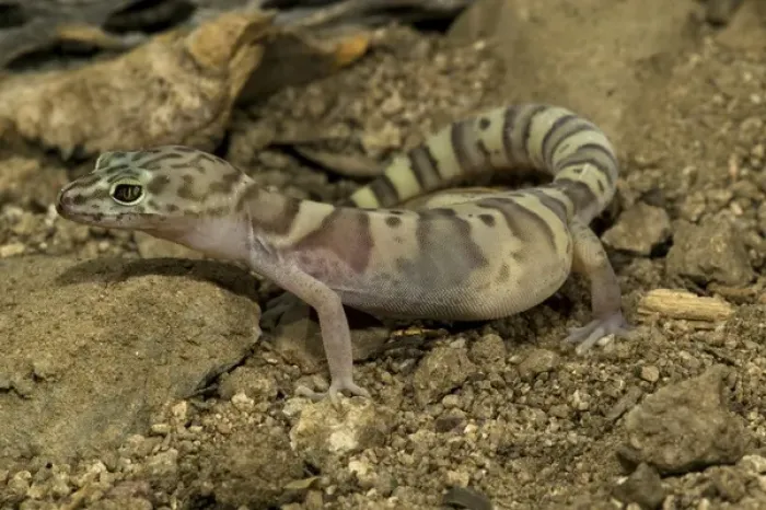 Framed Print : Banded Gecko, Coleonyx variegatus, walking on desert sand. SW Arizona, USA. Controlled