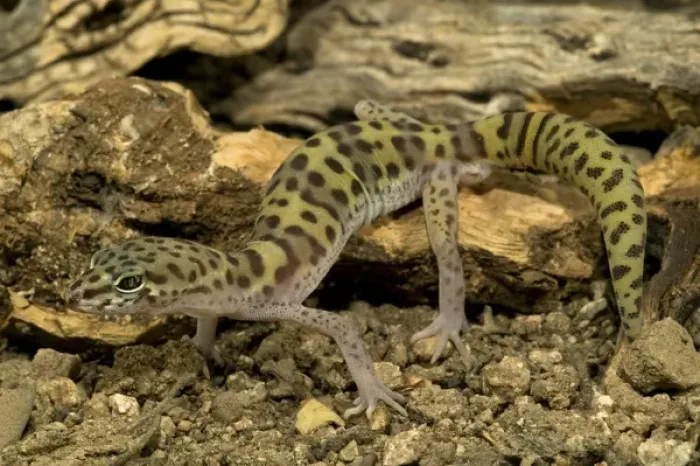 Framed Print : Banded Gecko, Coleonyx variegatus, walking on desert sand. SW Arizona, USA. Controlled Framed Print : Banded Gecko, Coleonyx variegatus, walking on desert sand. SW Arizona, USA. Controlled