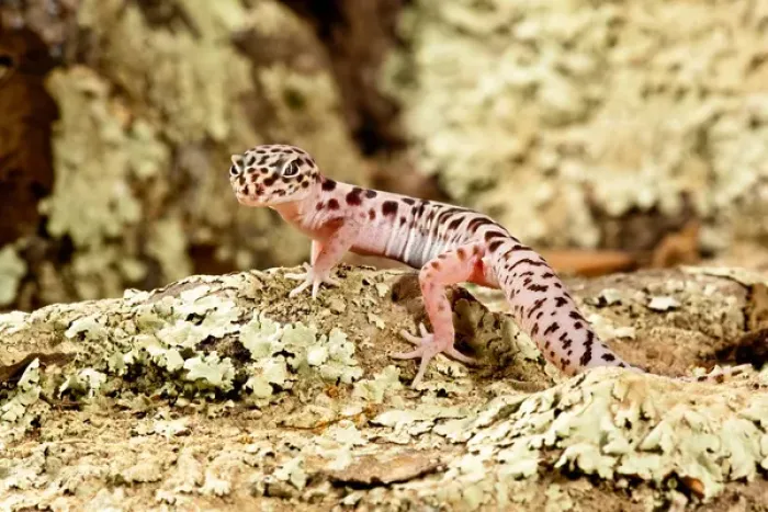 Framed Print : Banded Gecko, Coleonyx variegatus, South East Arizona Framed Print : Banded Gecko, Coleonyx variegatus, South East Arizona