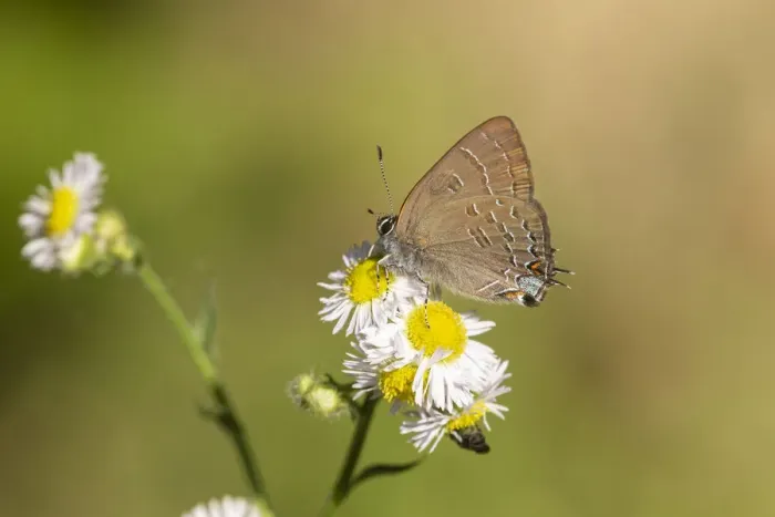 Framed Print : Banded Hairstreak (Satryium calanus) Marion County, Illinois Framed Print : Banded Hairstreak (Satryium calanus) Marion County, Illinois