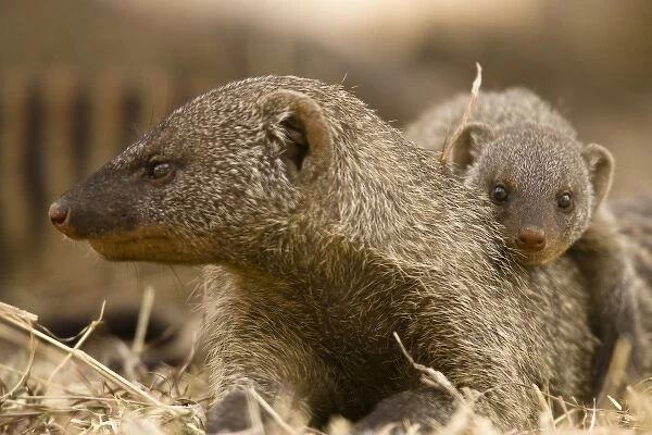 Banded Mongoose, Mungos mungo, with its pup in a colony in the Masai Mara GR, Kenya