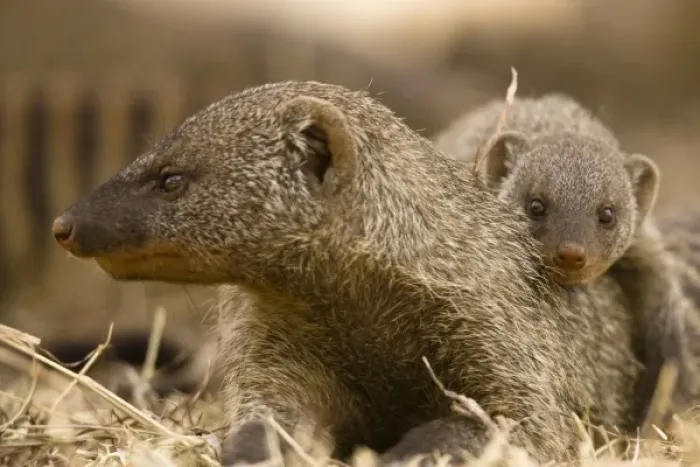 Framed Print : Banded Mongoose, Mungos mungo, with its pup in a colony in the Masai Mara GR, Kenya