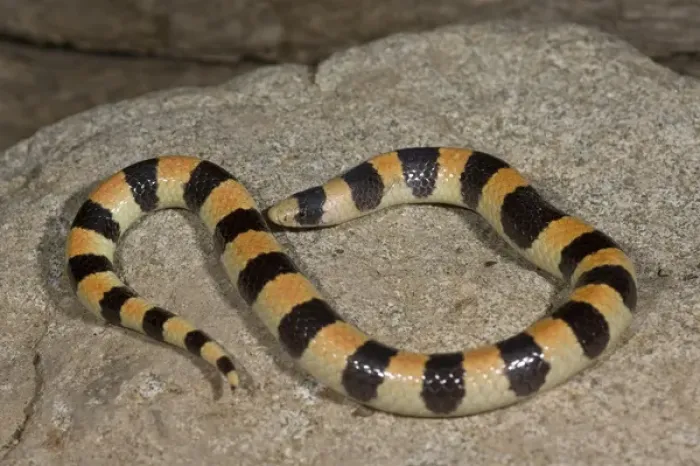 Framed Print : Banded Sand Snake Chilomeniscus cinctus Palm Springs, California Framed Print : Banded Sand Snake Chilomeniscus cinctus Palm Springs, California