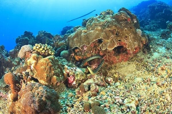 Banded Sea Krait (Laticauda sp. ), Gunung Api Island, Banda Sea, Indonesia