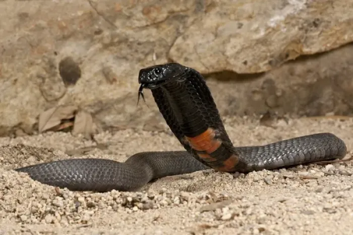 Framed Print : Banded Spitting Cobra Naja nigricollis Native to South Africa