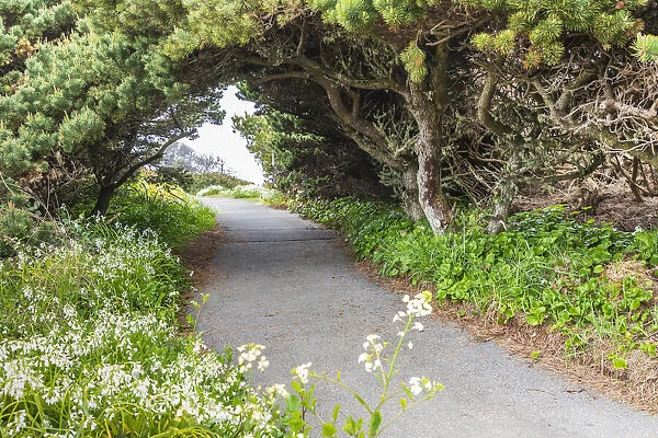 Bandon, Oregon, USA. Evergreen trees creating a tunnel over a path on the Oregon coast