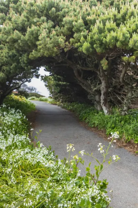 Framed Print : Bandon, Oregon, USA. Evergreen trees creating a tunnel over a path on the Oregon coast