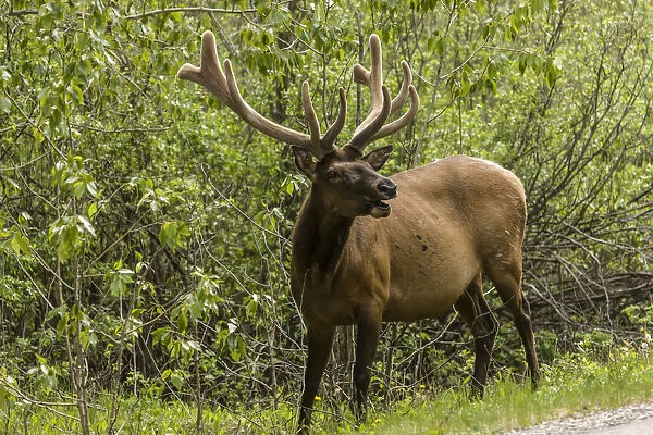 Banff, Alberta, Canada. Male American elk alongside the road
