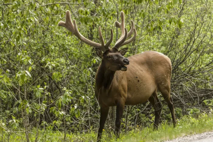 Framed Print : Banff, Alberta, Canada. Male American elk alongside the road Framed Print : Banff, Alberta, Canada. Male American elk alongside the road