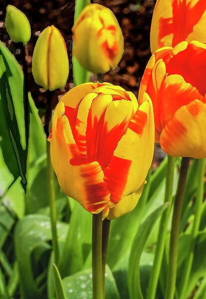 Banja Luka Darwin Hybrid tulip blooming. Named after city in Bosnia, tulips are native to Turkey