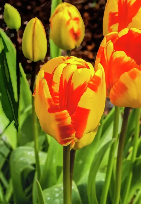 Framed Print : Banja Luka Darwin Hybrid tulip blooming. Named after city in Bosnia, tulips are native to Turkey Framed Print : Banja Luka Darwin Hybrid tulip blooming. Named after city in Bosnia, tulips are native to Turkey