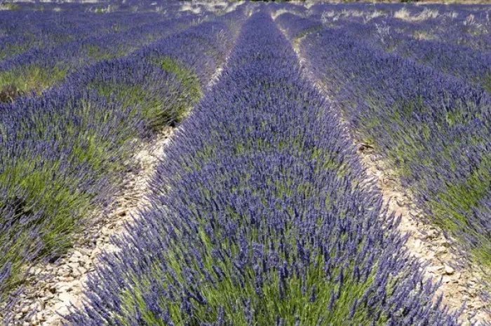 Framed Print : Banon, Provence, France