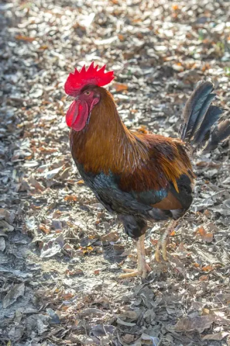 Framed Print : Bantam Rooster, Florida, USA