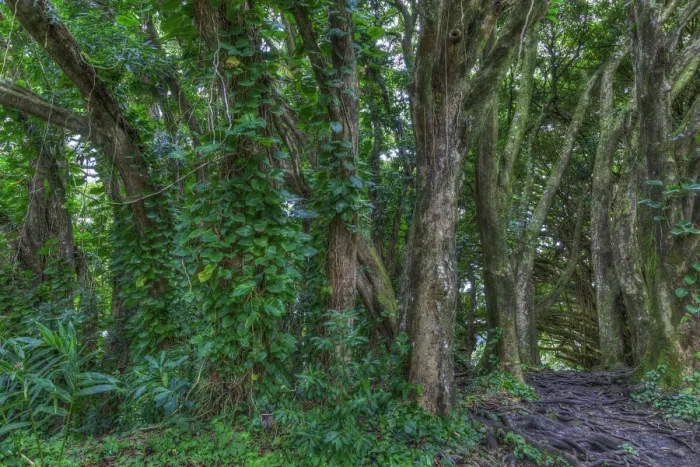 Framed Print : Banyan Trees near rainbow Falls (80 ft drop), Wailuku River State Park Hilo, Big Island Framed Print : Banyan Trees near rainbow Falls (80 ft drop), Wailuku River State Park Hilo, Big Island