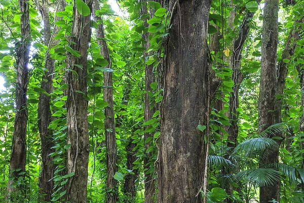 Banyan trees near Rainbow Falls (80 ft drop), Wailuku River State Park, Hilo, Big Island