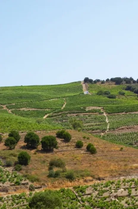 Framed Print : Banyuls-sur-Mer. Roussillon. Vineyards in early summer sunshine with vines in gobelet style Framed Print : Banyuls-sur-Mer. Roussillon. Vineyards in early summer sunshine with vines in gobelet style