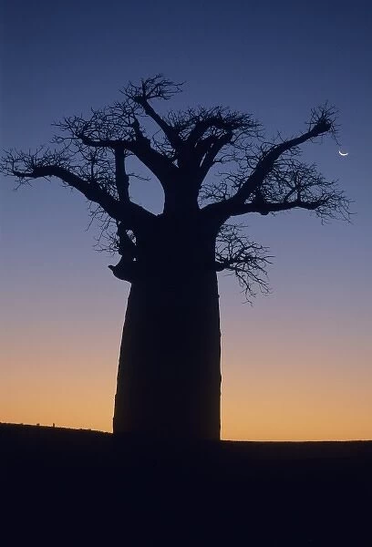 Baobab Tree, (Adansonia sp. ), at sunset with moon, near Berenty Reserve, Southern Madagascar
