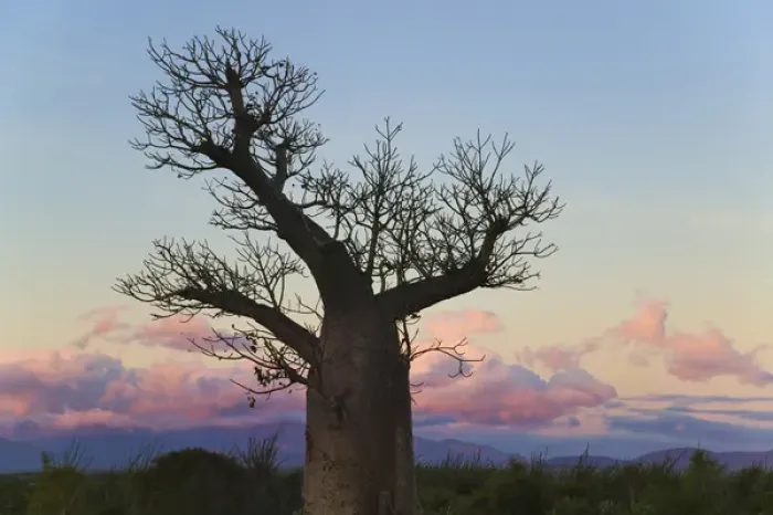 Framed Print : Baobab trees (Adansonia), Berenty, Toliara, Madagascar