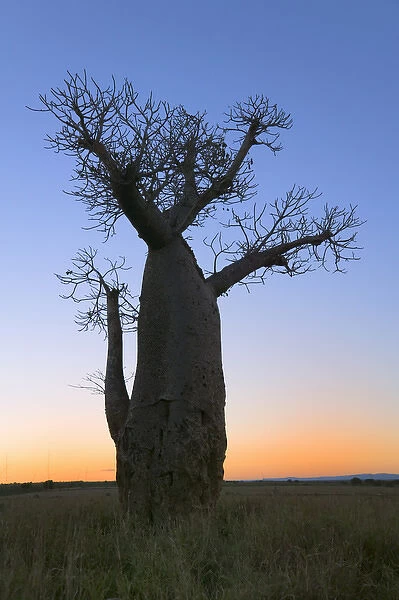 Baobab trees (Adansonia), Berenty, Toliara, Madagascar