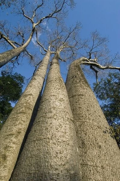Baobab Trees (Adansonia sp. ) Ampijoroa-Ankarafantsika NP, MADAGASCAR