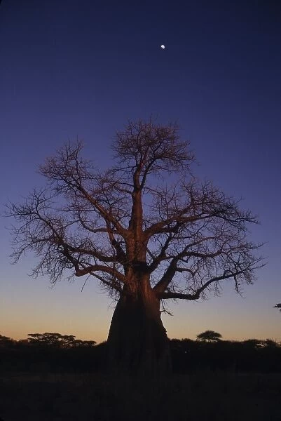 Baobob tree (Adansonia digitata), Okavango Delta, Botswana