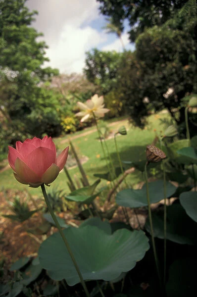 Barbados, Andromeda Botanical Gardens. Lotus Blossoms