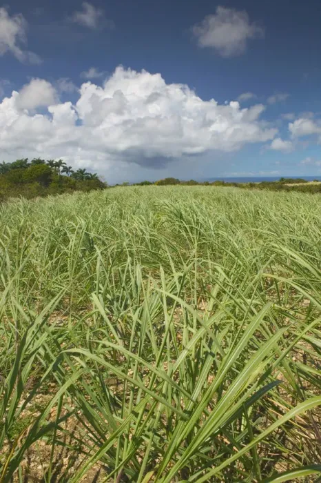 Framed Print : BARBADOS-North East Coast-St. Nicholas Abbey: St. Nicholas Abbey Sugar Plantation Framed Print : BARBADOS-North East Coast-St. Nicholas Abbey: St. Nicholas Abbey Sugar Plantation